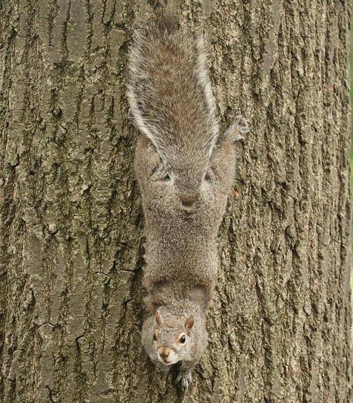 Squirrels-in-Boston-Public-Gardens